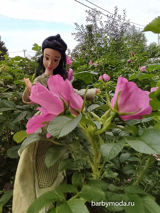 ������� ������ ��� ��������